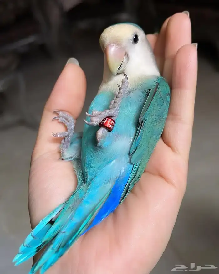 للبيع ببغاء الروز الأليف 2