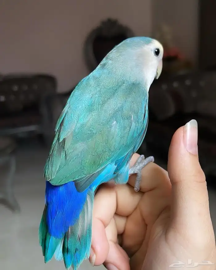 للبيع ببغاء الروز الأليف 1