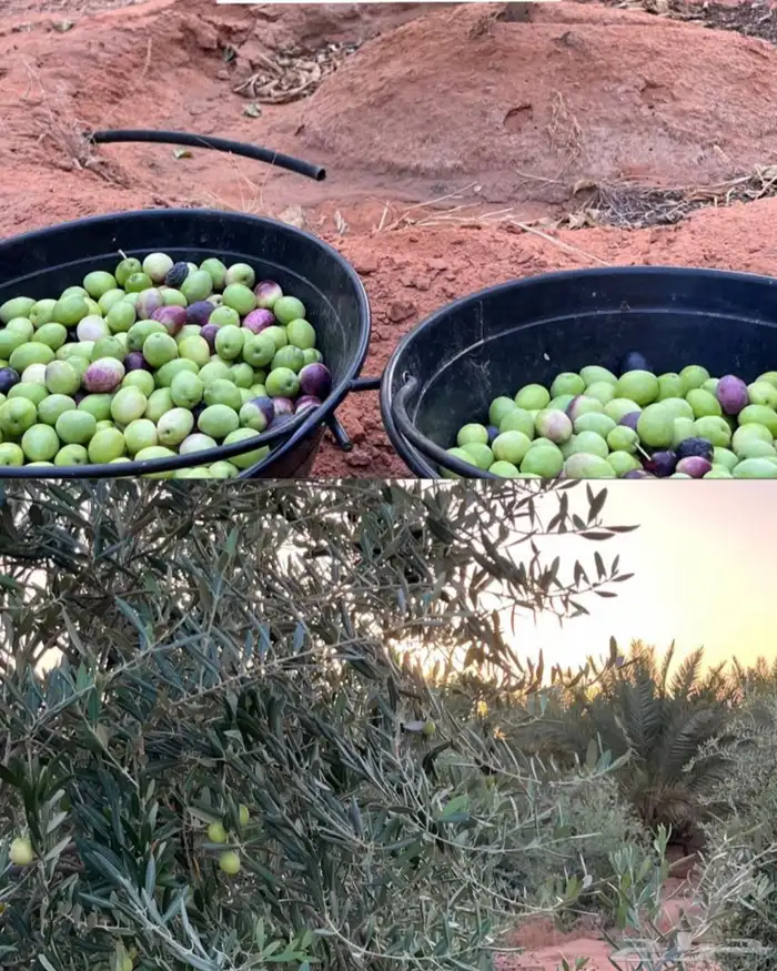 زيت زيتون صافي عصره اولى 0