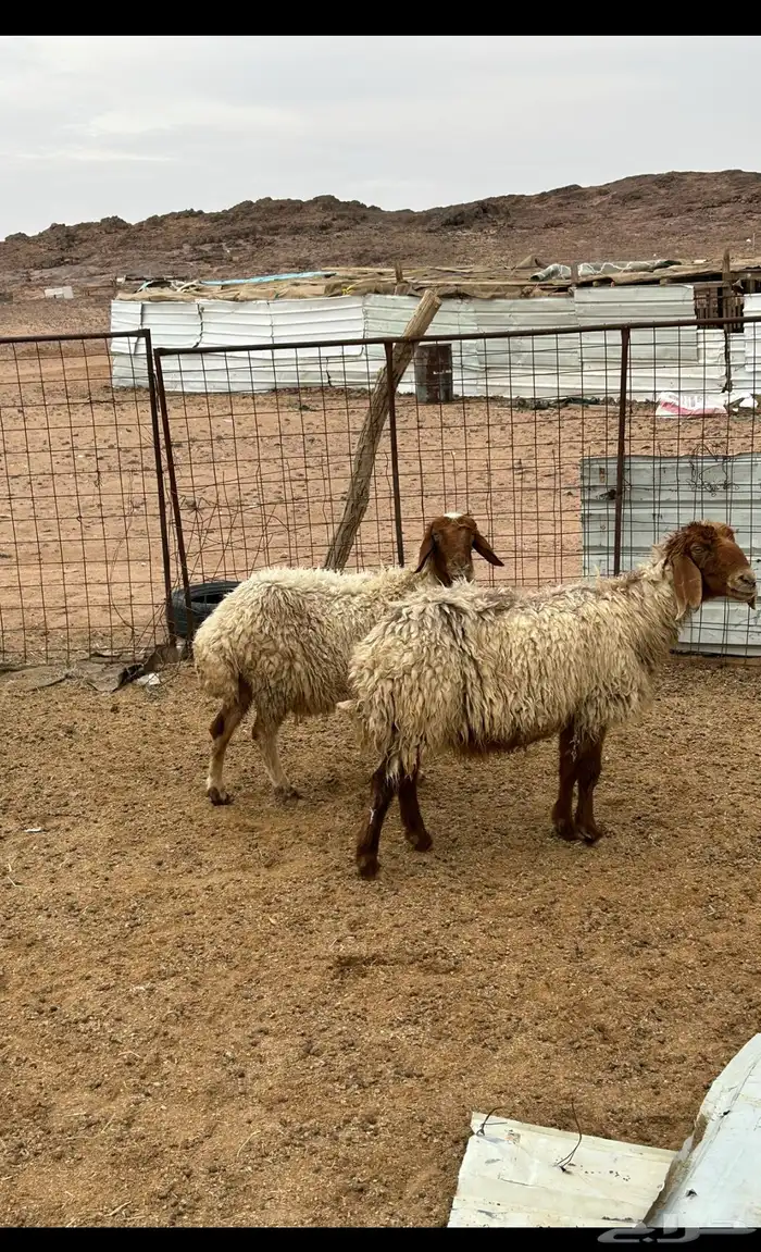 غنم  شياه نعيم عدد2 2