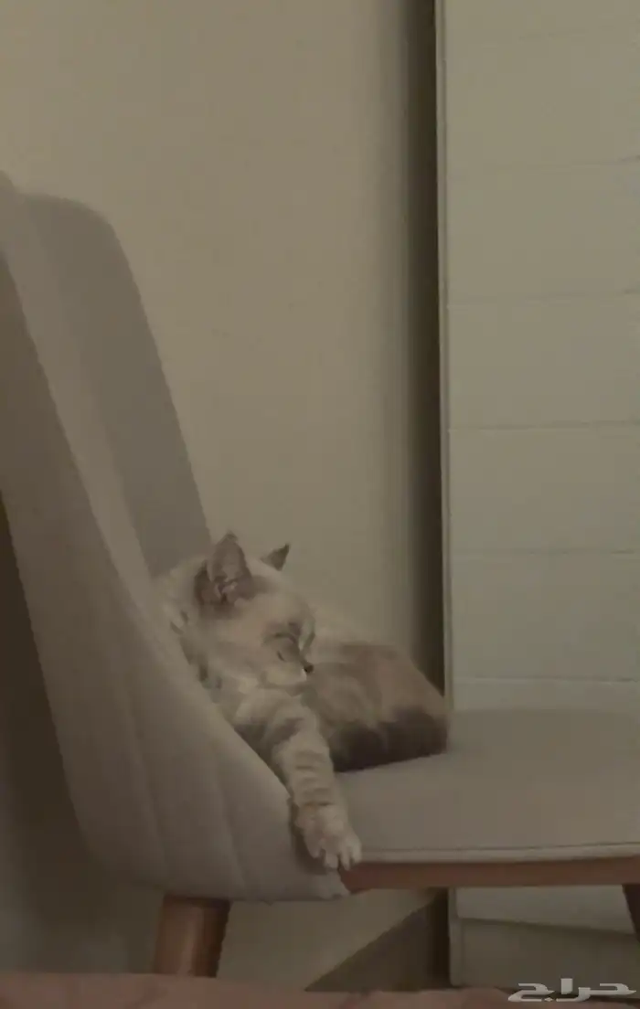 قط يطلب تزاوج راغدول مطعم سليم من الأمراض 0