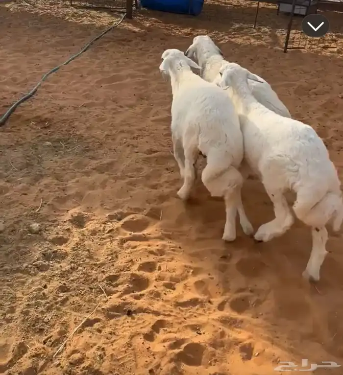 العدد 3 طليان شحم وطرف وشعره 0