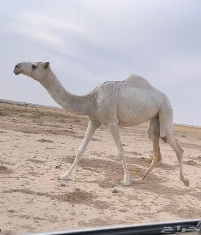 البكار الثنتين الوضح الكفو 4