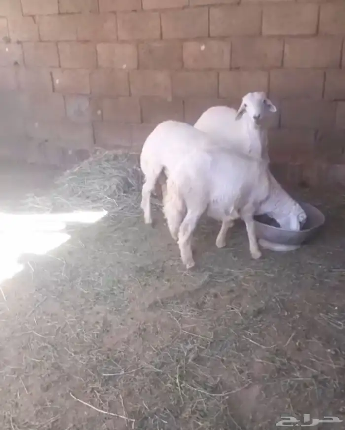 13 خروف للبيع مرابي وكفو ونظيفه 0