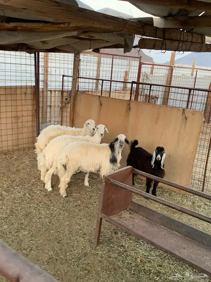 ذبائح مع خدمة الذبح والتوصيل 7