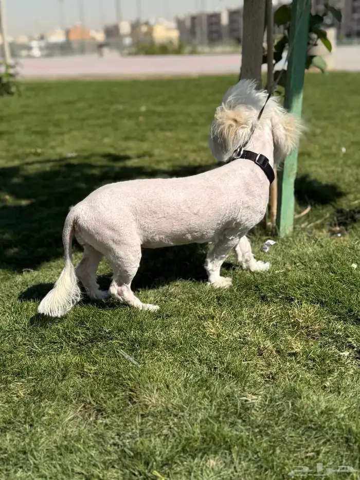 كلب اليف مالتيزي للبيع 2