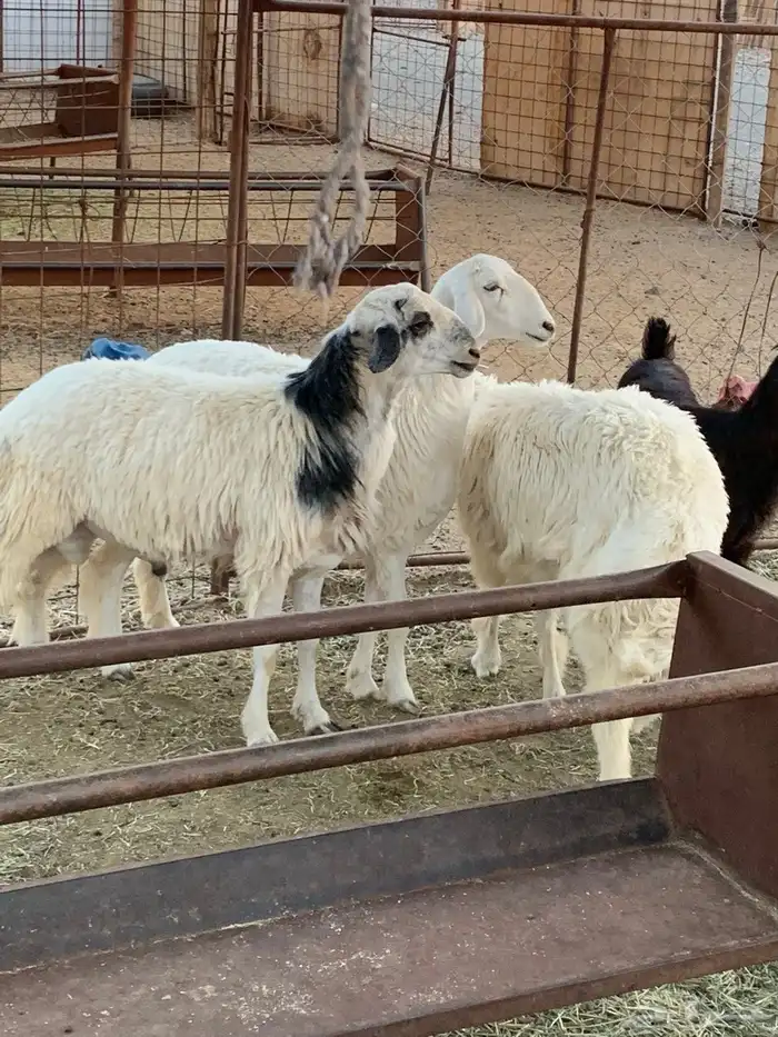 ذبائح مع خدمة الذبح والتوصيل 6