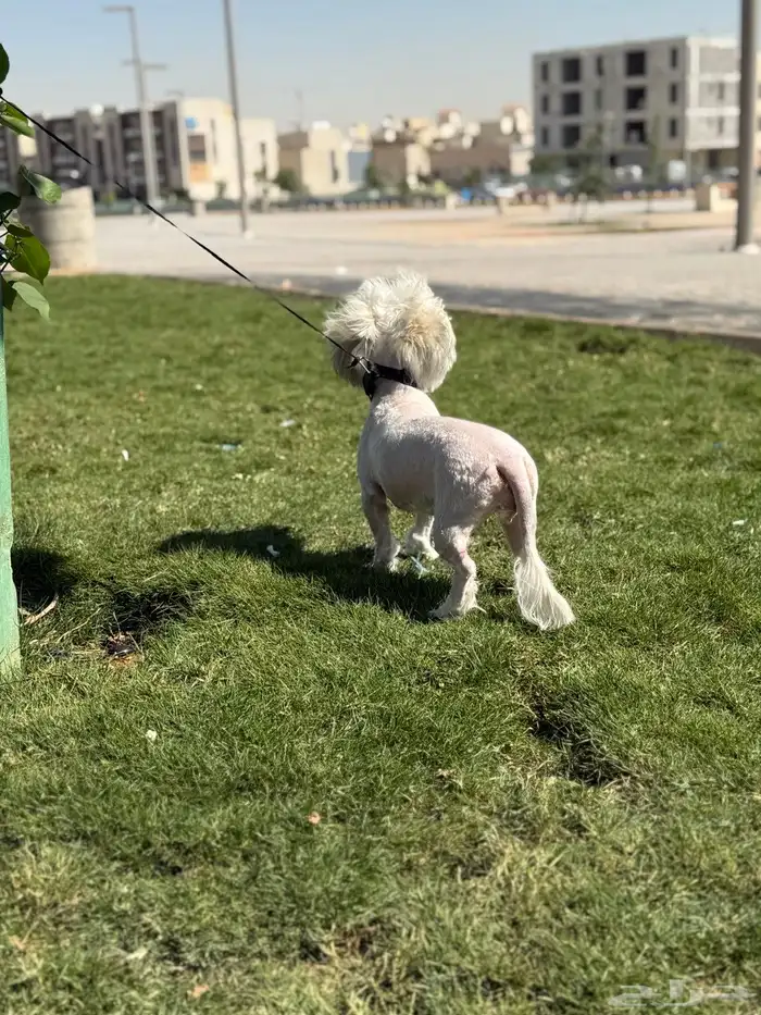 كلب اليف مالتيزي للبيع 1