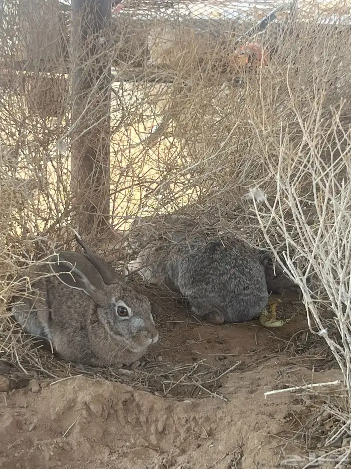 ارانب بريه. وحش مطروحه قبل شهر خزز وعدنه 0