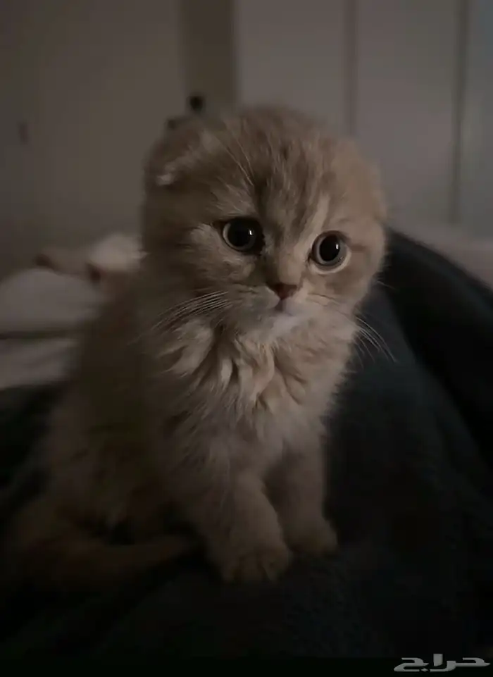 ابي قط لتبني عمر ثلاث إلى أربع شهور نفس كذا 2