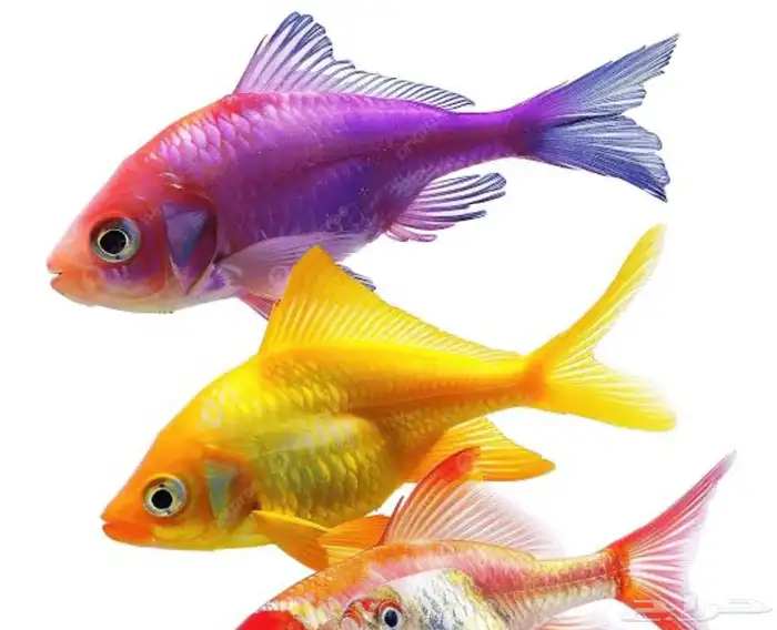 مطلوب اسماك زينه حجم كبير 0