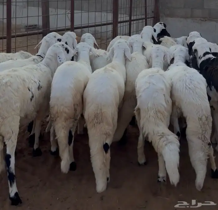 سواكن ابيض 0