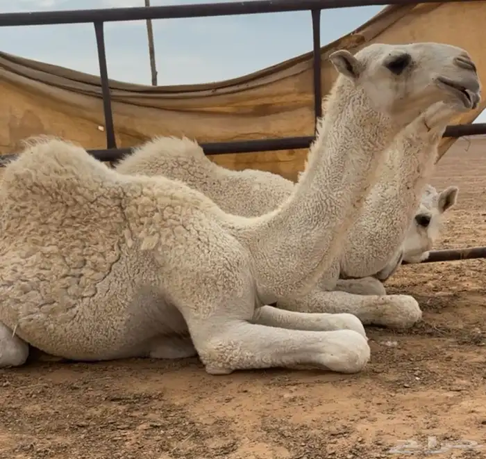 قعود رماني 1