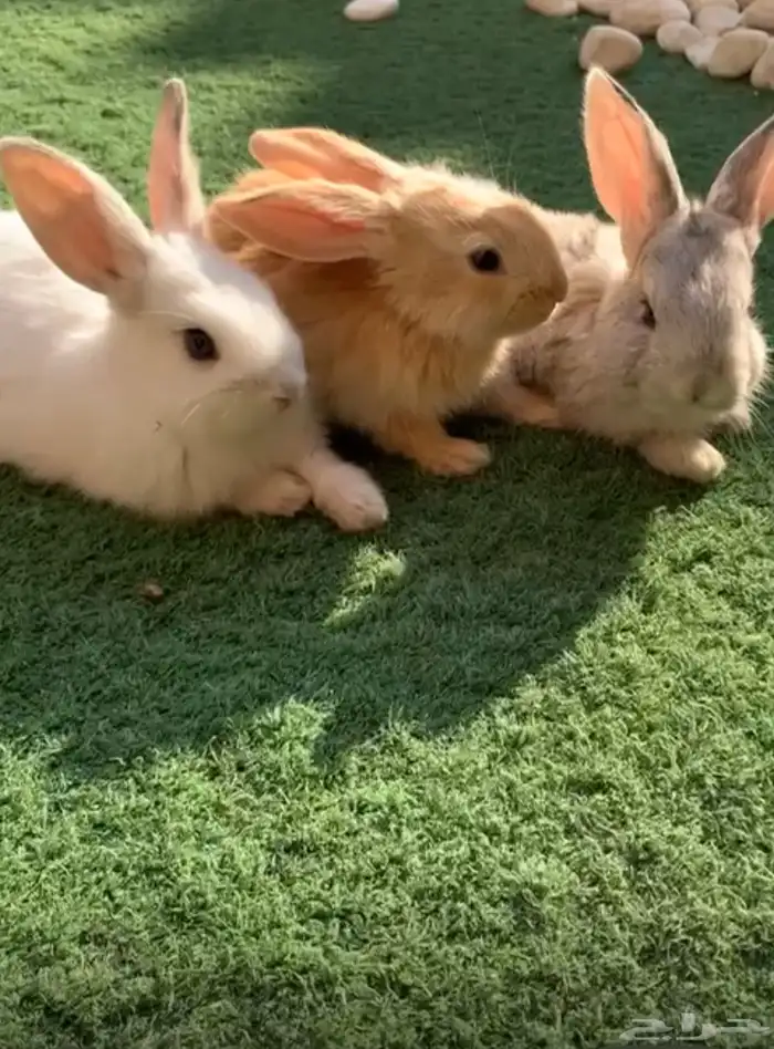 للبيع ارانب مع القفص 0