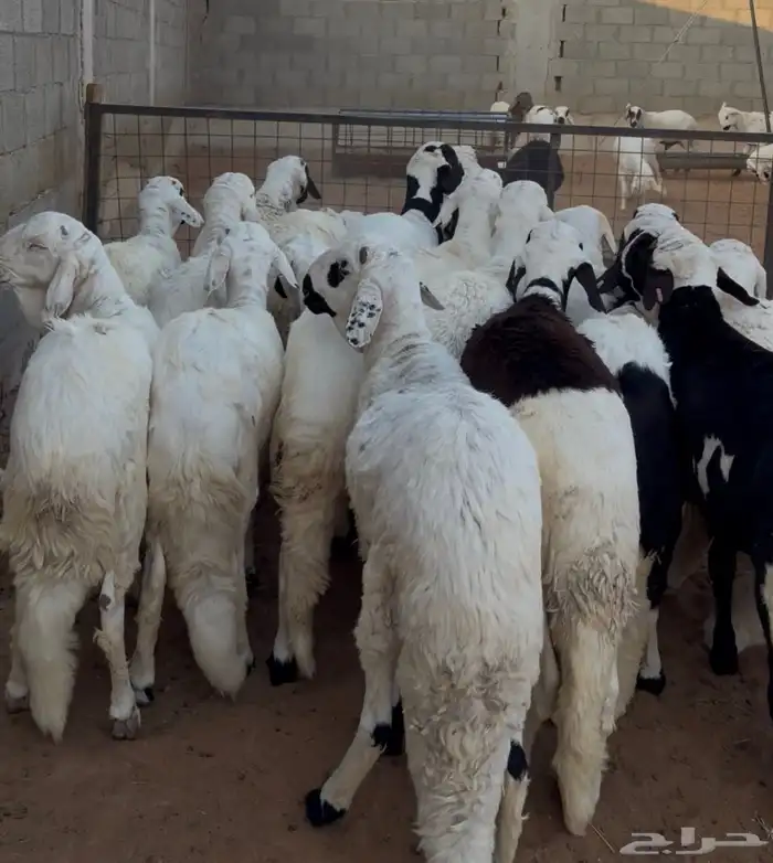 سواكن ابيض 3