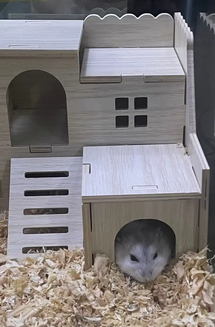 هامستر ونتر وايت (الدبدوب) 2