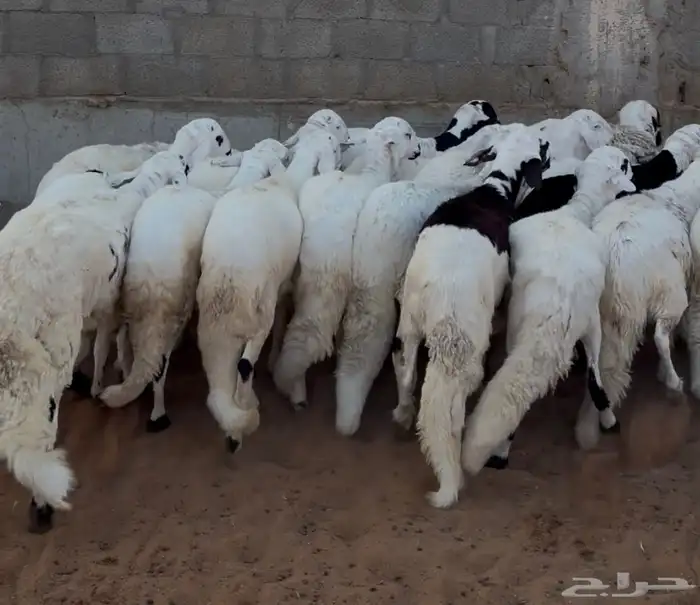 سواكن ابيض 4