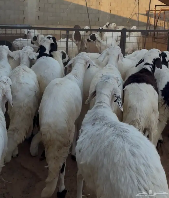 سواكن ابيض 2