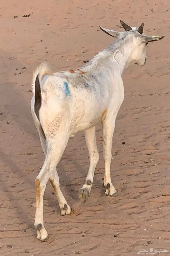 تيس  للمناسبات  تيوس 1