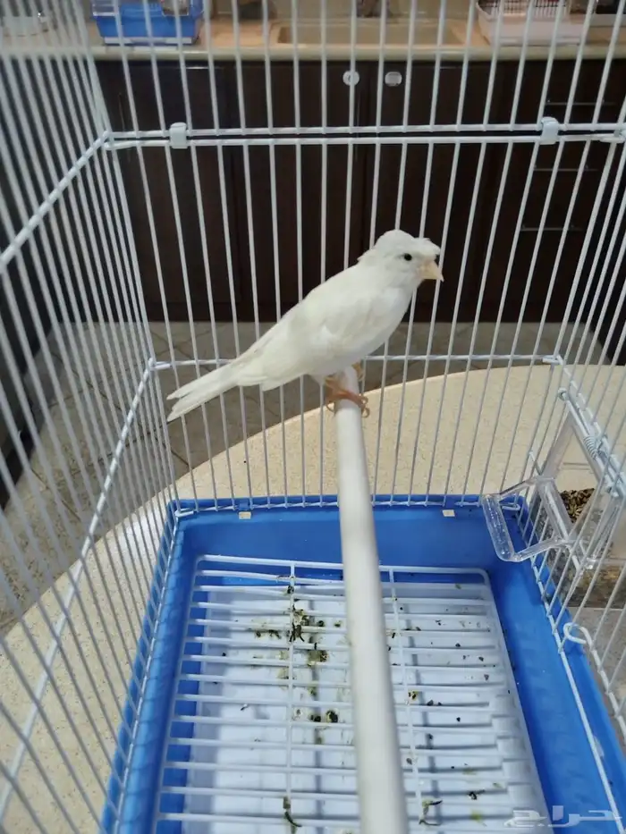 ذكورسوريه شرط الصحه والنظافه والتغريد جمله وفراقي 7