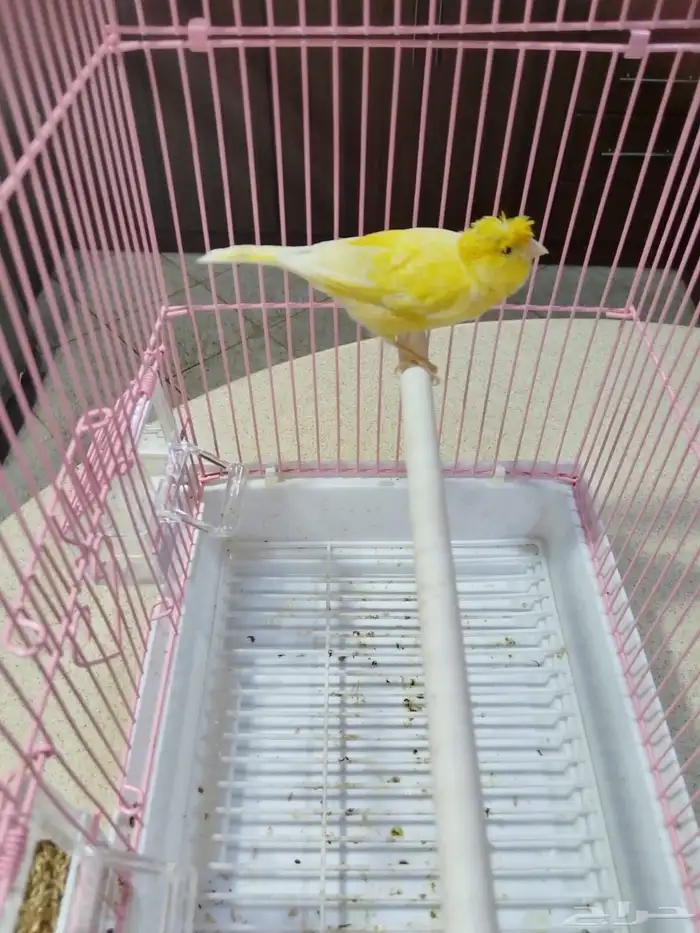 ذكورسوريه شرط الصحه والنظافه والتغريد جمله وفراقي 5