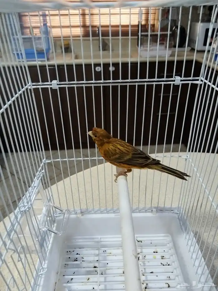 ذكورسوريه شرط الصحه والنظافه والتغريد جمله وفراقي 3