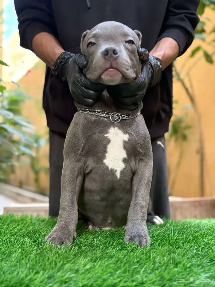 بيتبول( امريكان بولي - blue nose 0