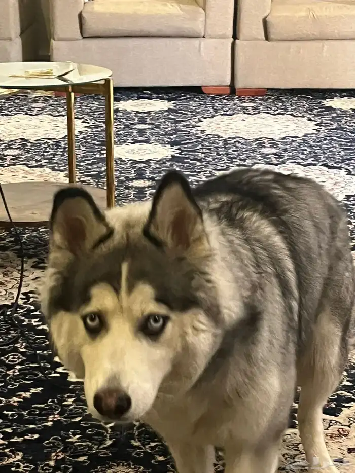 كلبه هاسكي مفقوده غرناطة 1