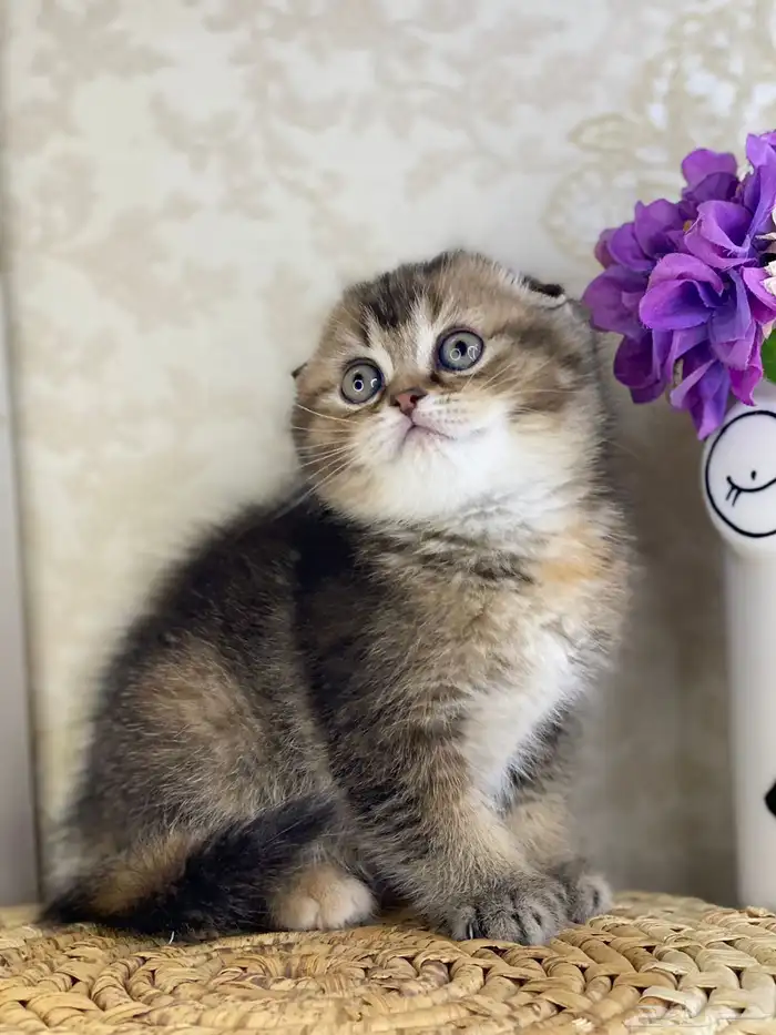 سكوتش فولد تربل فولد سكوتش ستريت cat برتش قطه قطوه قطو بيرش 6