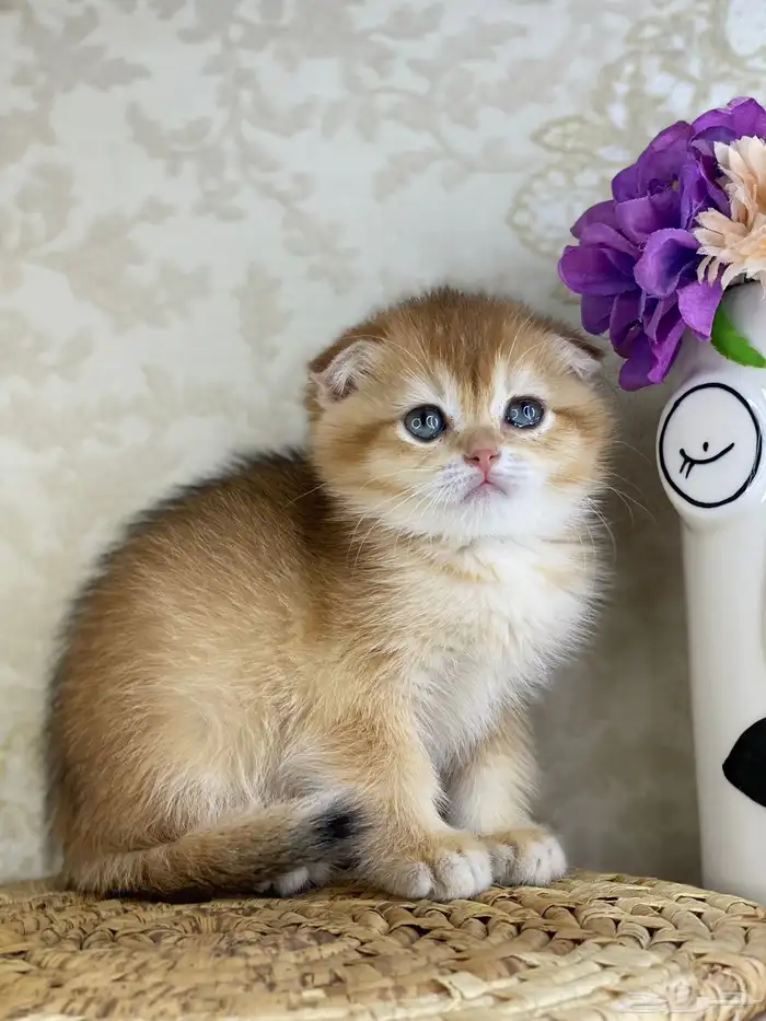 سكوتش فولد تربل فولد سكوتش ستريت cat برتش قطه قطوه قطو بيرش 0