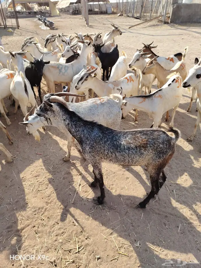 تيوس صومالية جملة وتفريد بأسعار طيبة 2