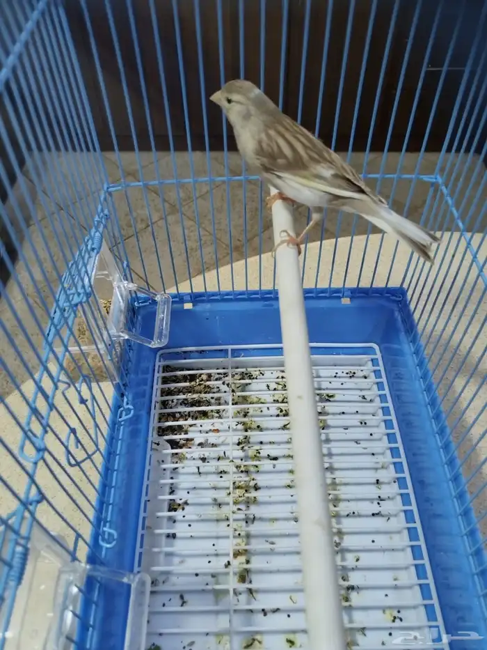 ذكورسوريه شرط الصحه والنظافه والتغريد جمله وفراقي 0