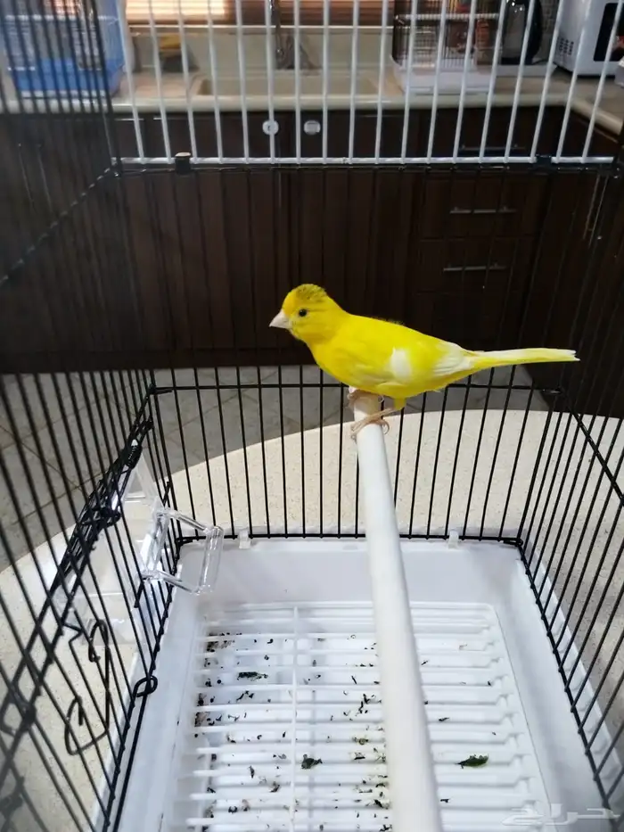 ذكورسوريه شرط الصحه والنظافه والتغريد جمله وفراقي 4