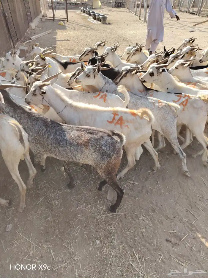 تيوس صومالية جملة وتفريد بأسعار طيبة 1