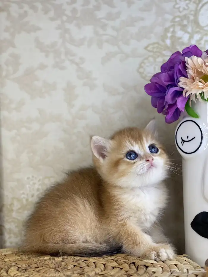 سكوتش فولد تربل فولد سكوتش ستريت cat برتش قطه قطوه قطو بيرش 1