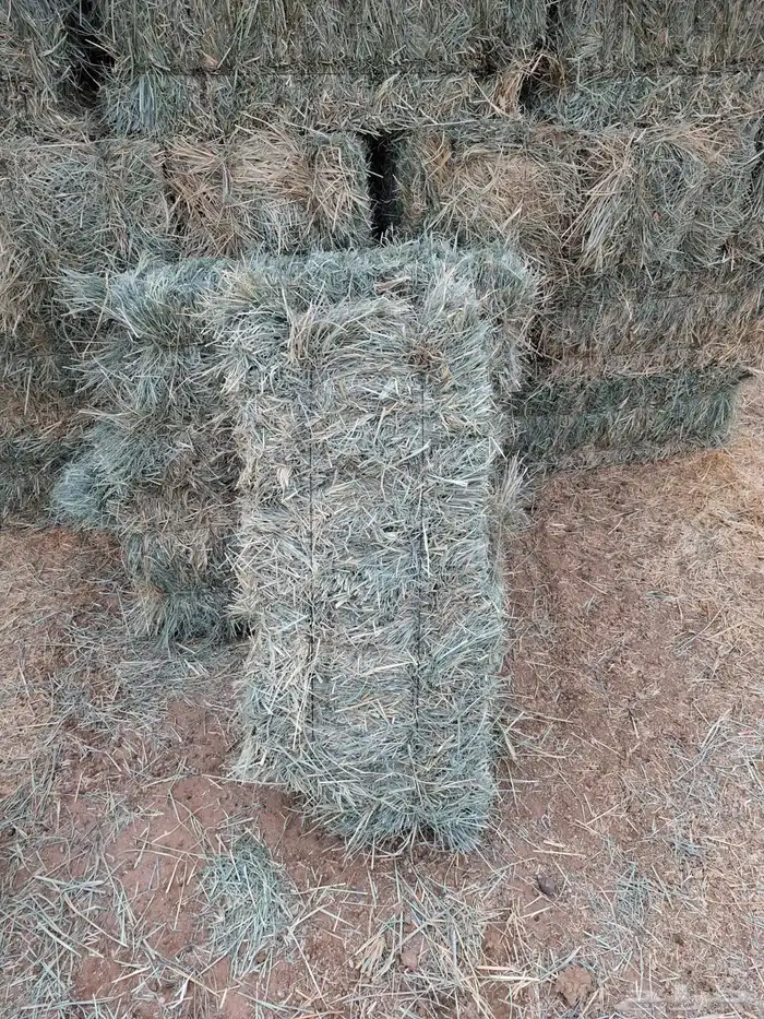 عرض رودس صافي 2