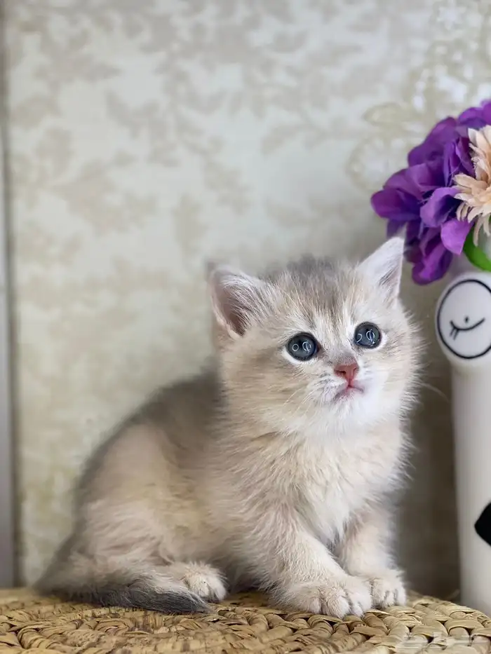 سكوتش فولد تربل فولد سكوتش ستريت cat برتش قطه قطوه قطو بيرش 3