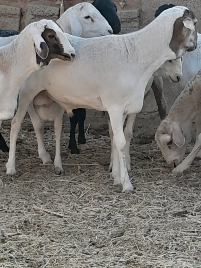 طليان ذبايح جذعان دوربر هجين برابر بربري بلدي 7