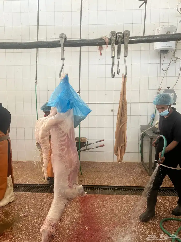 سواكني هرافي وسواكني جبر ناهي 2