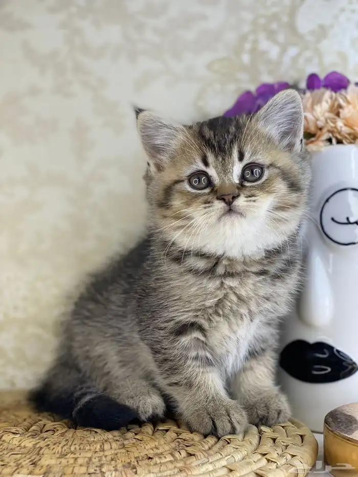 سكوتش فولد تربل فولد سكوتش ستريت cat برتش قطه قطوه قطو بيرش 7