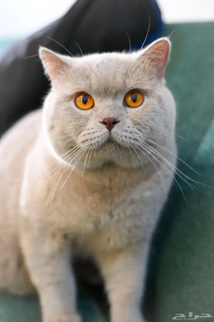 قط بريتش سلالة ابطال للتزاوج 17