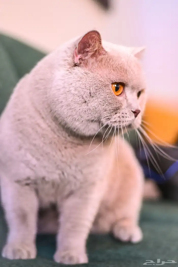 قط بريتش سلالة ابطال للتزاوج 14