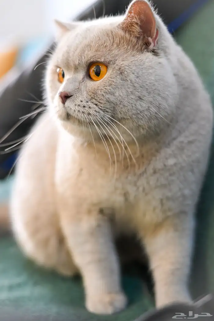 قط بريتش سلالة ابطال للتزاوج 18