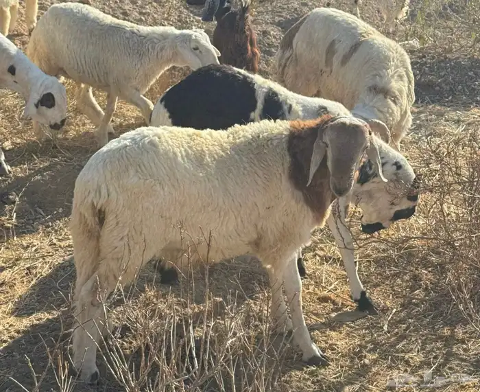 سواكن فل شحم عرض 24 ساعه 1