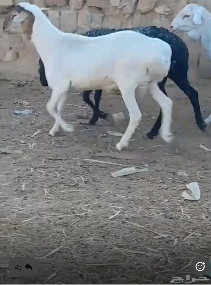 طليان ذبايح جذعان دوربر هجين برابر بربري بلدي 3
