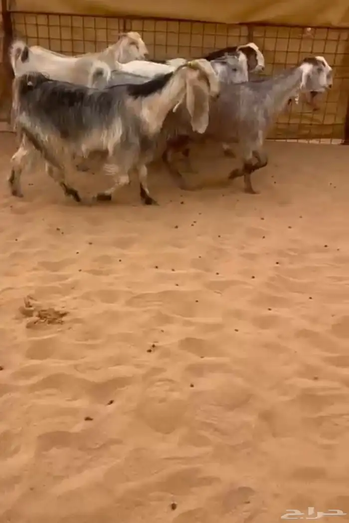 جفاار مشااريك مصري مضااريع ودفيع 0