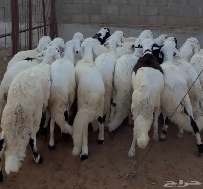 سواكن ابيض 1