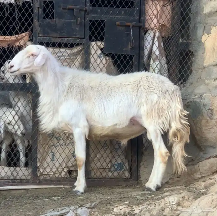 خروف  تيسين فحول 6