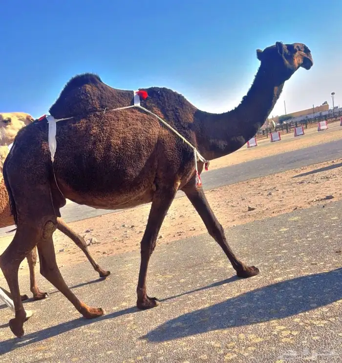 ضروبه صفرا 1