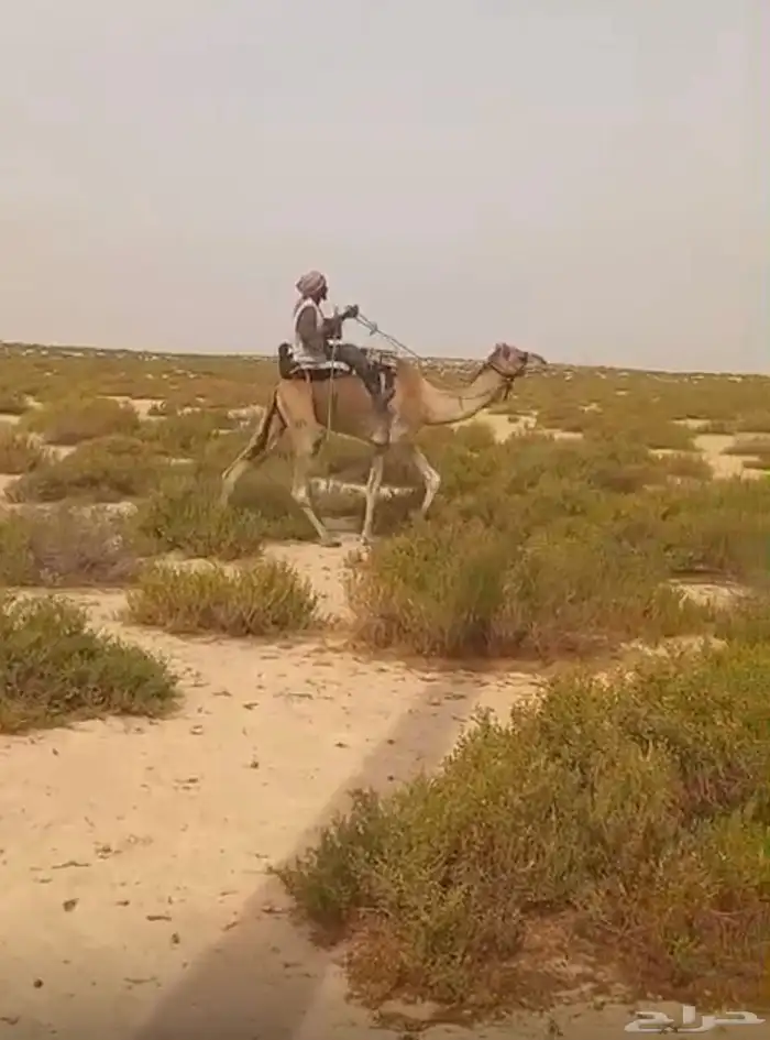 ركبي للبيع 0